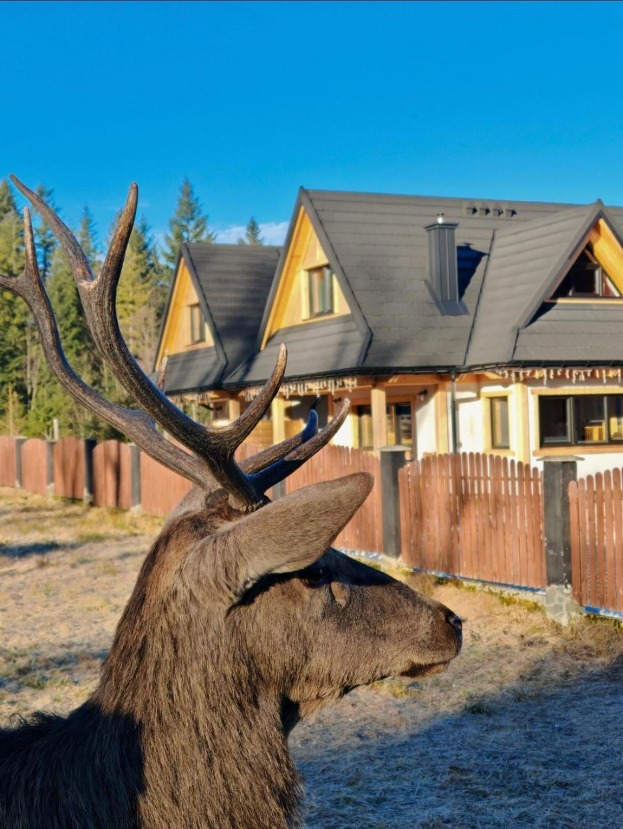 M Domki Zakopane Bagian luar foto